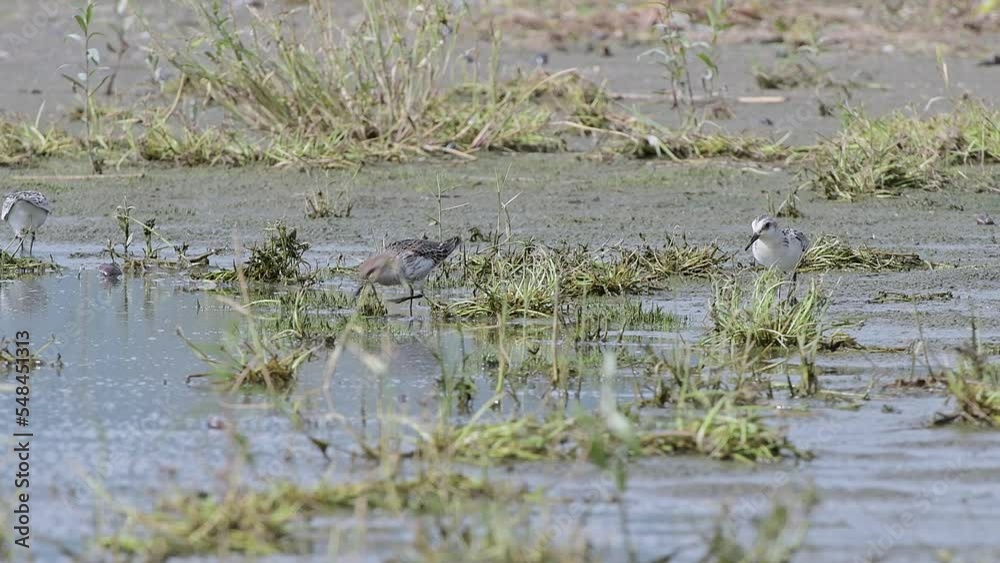 Dunlin and sanderling at hunt (Calidris alpina and Calidris alba) Dunlin and sanderling at hunt (Calidris alpina and Calidris alba)