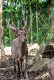 A brown deer in a captive area against a brown soil background