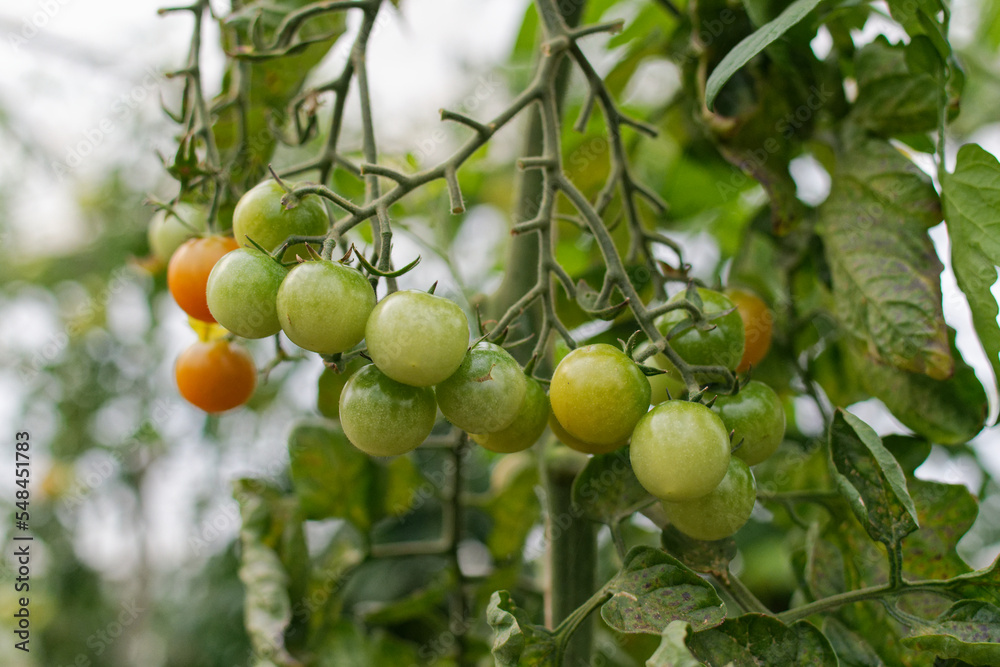 Gros plan sur des plants de tomate cerise