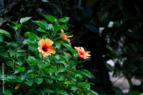 Hibiscus Rosa Sinensis Flower And Plant photo
