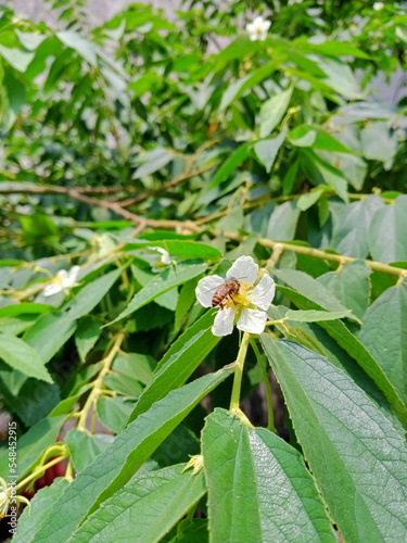 The bee perched in the flower with white and yellow color 