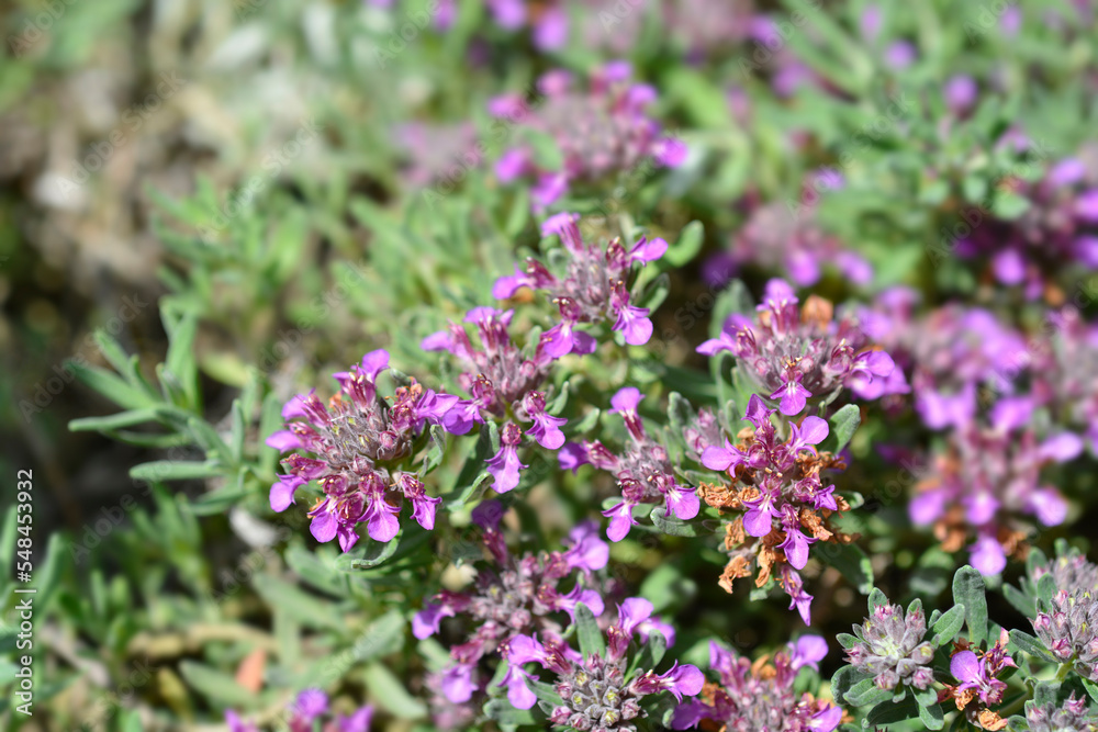 Germander hybrid pink flowers Germander hybrid pink flowers