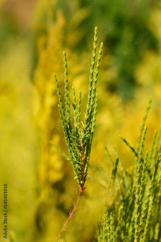 Oriental thuja Franky Boy branches Oriental thuja Franky Boy branches