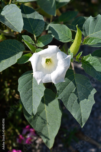 Thorn apple Inka white flower photo