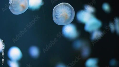 Two small jellyfish meeting unterwater and float in slow-motion