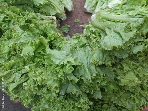 Lettuce or siamese leaves  Lactuca sativa  is a vegetable plant commonly grown in temperate or tropical climates. Lettuce is used as a salad. As a soup or sandwich dish.