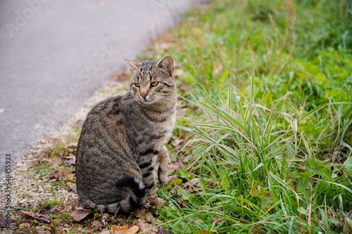Tabby cat or kitten on a walk. Sits by the path or road, looks away. He is outside without a leash