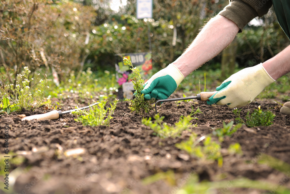 Fototapeta premium Hands of man gardening small plants on field