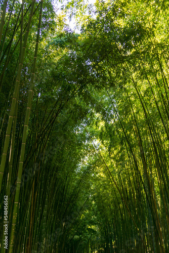 Bamboo grove with bright green leaves