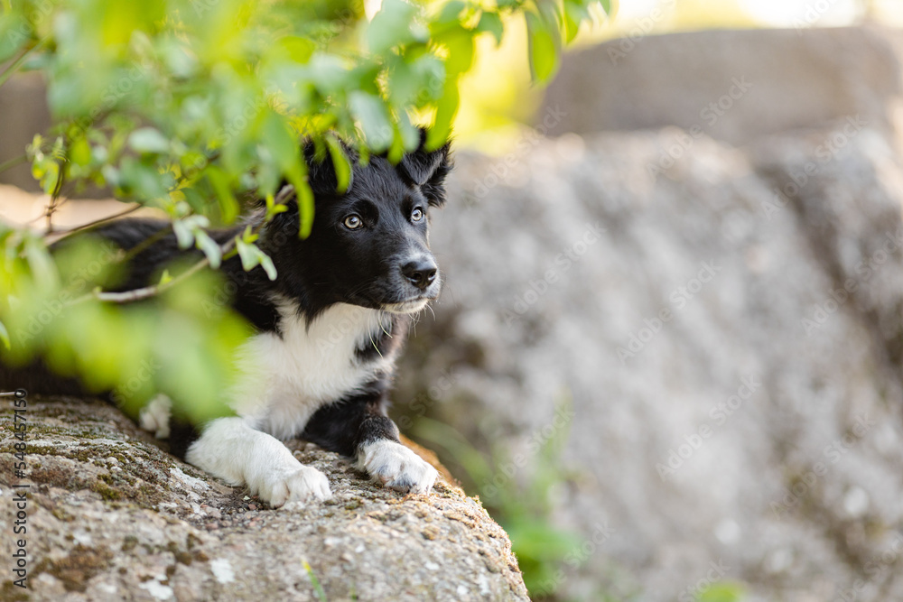 Border Collie Welpe im Garten