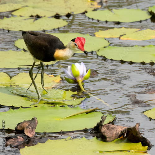 The comb-crested jacana (Irediparra gallinacea) the lilytrotter foraging amongst the floating plants at Queensland, Australia. photo