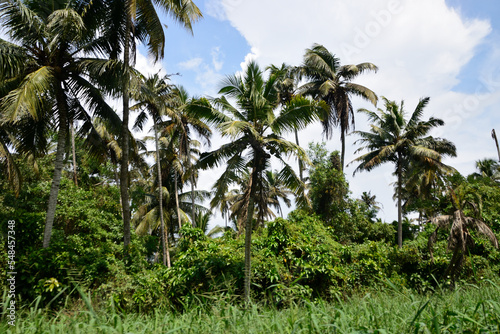Wallpaper Mural god's own country Torontodigital.ca