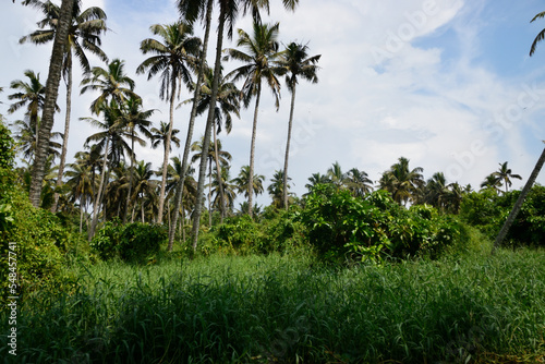 Wallpaper Mural god's own country Torontodigital.ca