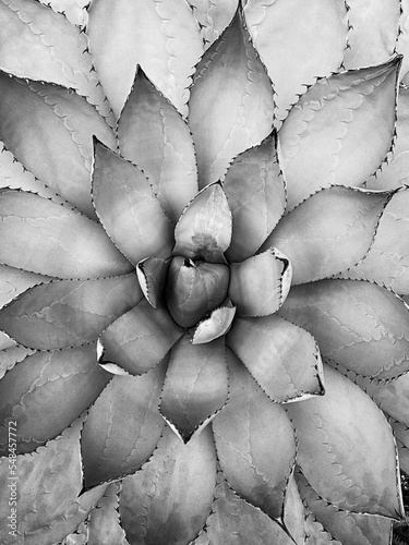 Fotografía abstracta de hojas de planta photo