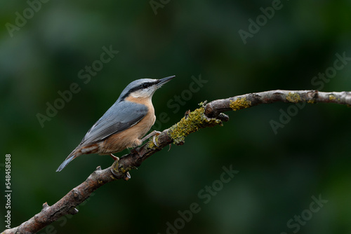  Eurasian Nuthatch (Sitta europaea) on a branch in the forest of Noord Brabant in the Netherlands. Darkbackground.                                                                                      