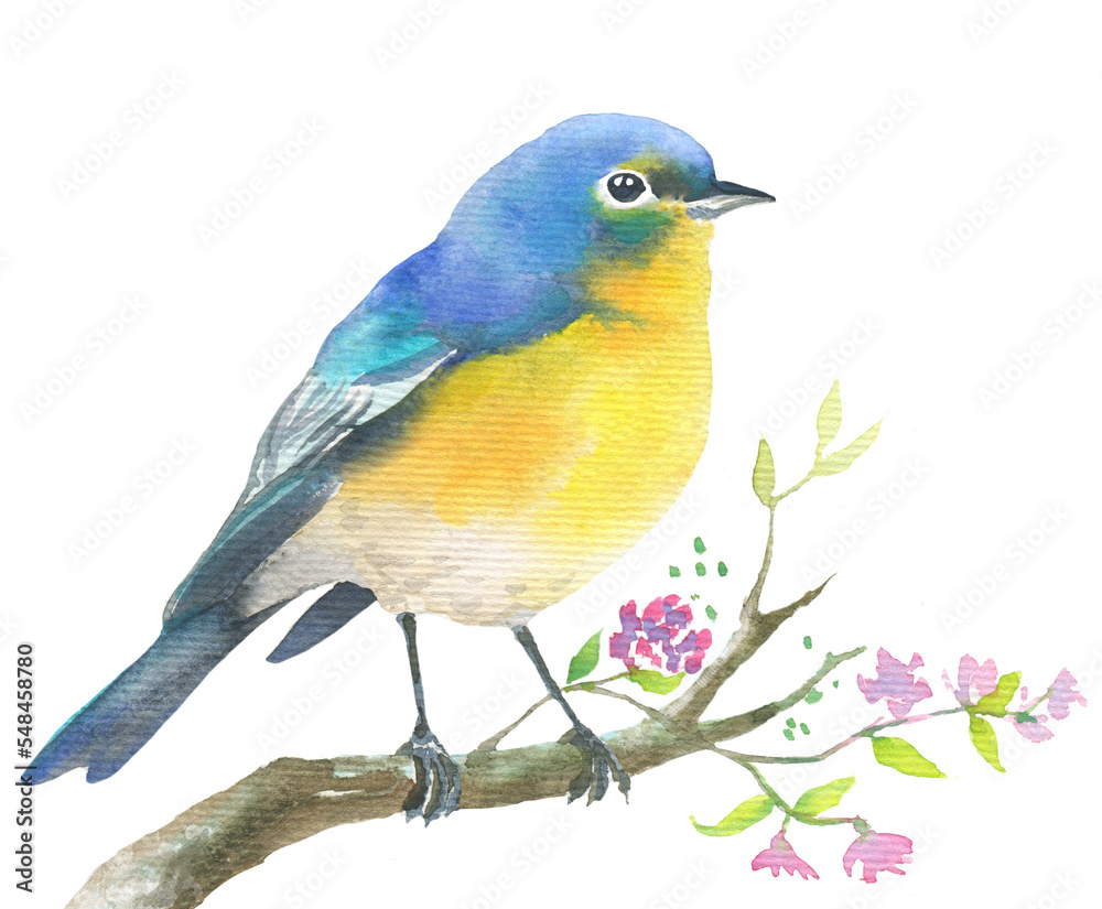 Watercolor illustration of beautiful blue bird, bluetail sitting on a twig with small flowers isolated on white background