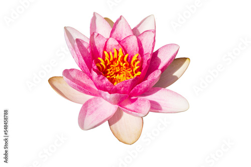 isolated perfectly formed water lily with pink petals