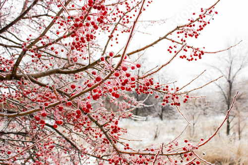 Small apples in winter in an ice crust