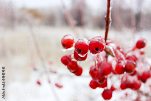 Small apples in winter in an ice crust