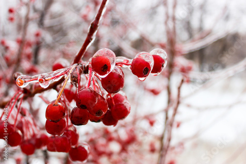 Small apples in winter in an ice crust