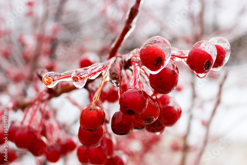 Small apples in winter in an ice crust