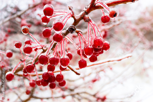 Small apples in winter in an ice crust