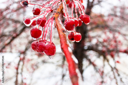 Small apples in winter in an ice crust