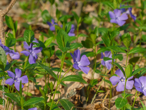 Close up of beautiful spring flowers of periwinkle  Vinca minor  on background of green leaves in sunlights. Violet vinca flowers covering the meadow ground