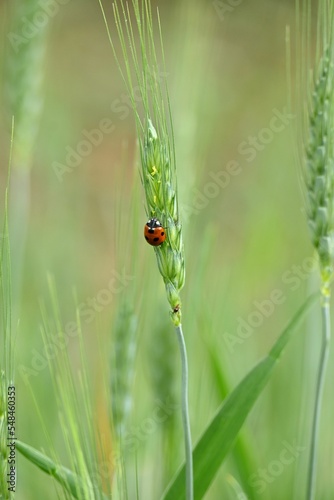 Vertical closeup of a little bug sitting on a green wheat spike photo