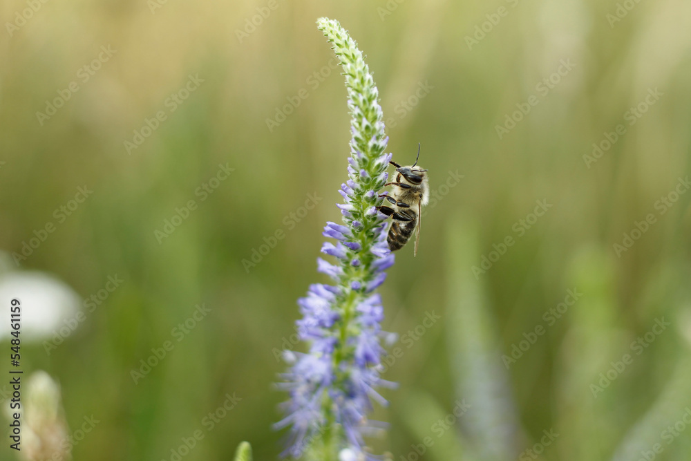 bee on a flower bee on a flower