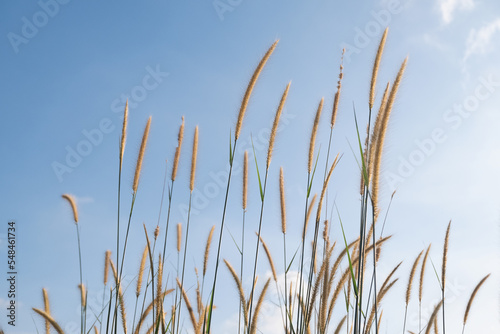 reed flower in the bright blue sky, Phragmites australis.
