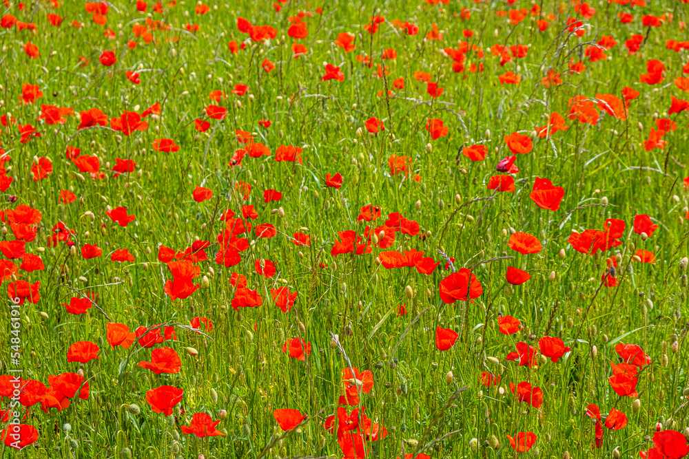 field of red poppies in spring time