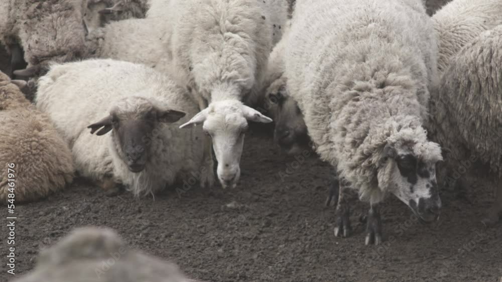 Close up shot over a herd of sheeps resting on the ground after grazing during evening time. Close up shot over a herd of sheeps resting on the ground after grazing during evening time.