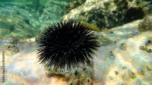 Black sea urchin (Arbacia lixula) undersea, Aegean Sea, Greece, Thasos island © Alexey
