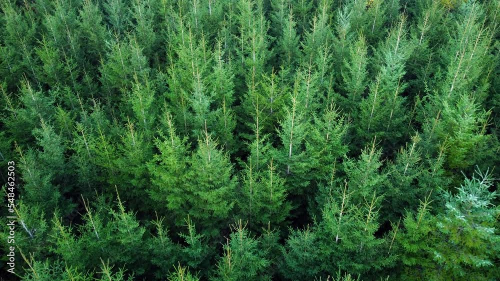 Draufsicht pinien tannenwald, junge und frische nadelbäume, satte farben, draufsicht mit langsamer kamera bewegung, weihnachtsbäume, baumplantage, forstplantage, plantagenwald, 4k  