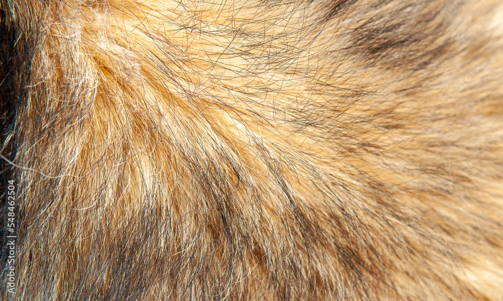 Beautiful spotted fur close-up. Texture of brown animal wool. Dog fur. Beautiful spotted fur close-up. Texture of brown animal wool. Dog fur.
