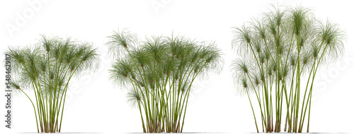 Fotografie, Obraz paper reed papyrus sedge plant hq cutout arch viz