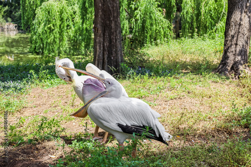 Beautiful pelicans  in zoological garden