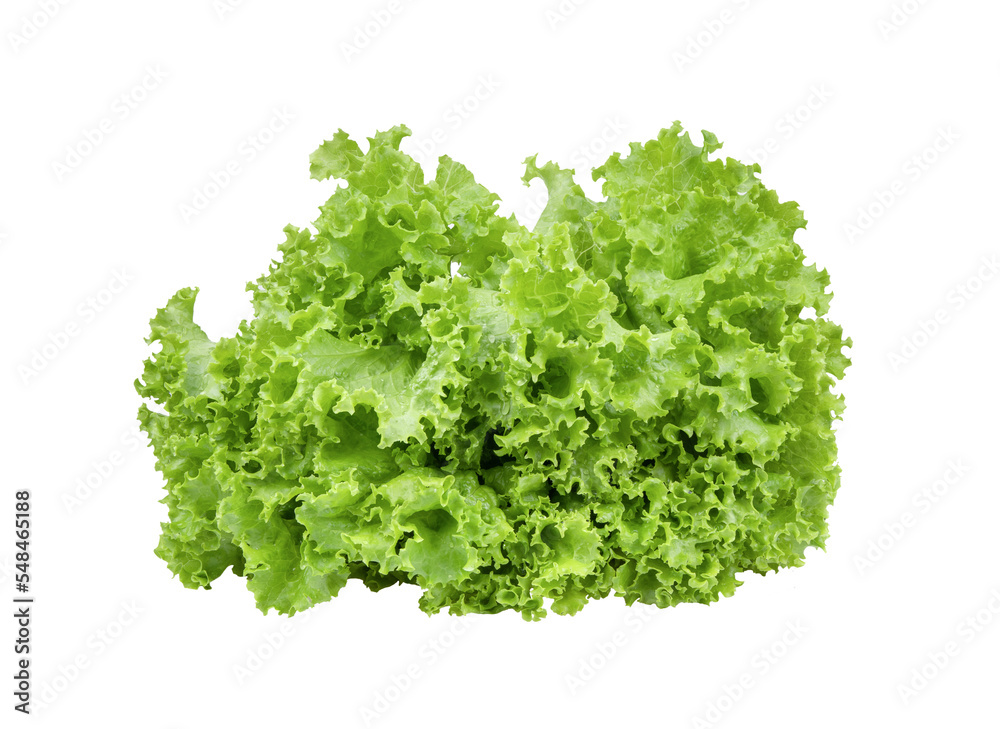 Lettuce salad leaves isolated on transparent png Lettuce salad leaves isolated on transparent png