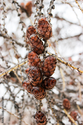Cones in the ice crust in winter
