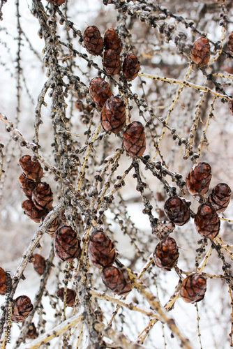 Cones in the ice crust in winter
