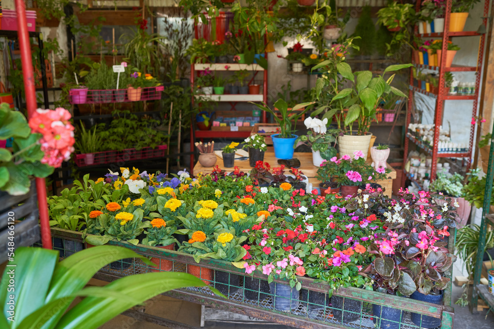 Diverse range of flowers in the nursery Diverse range of flowers in the nursery