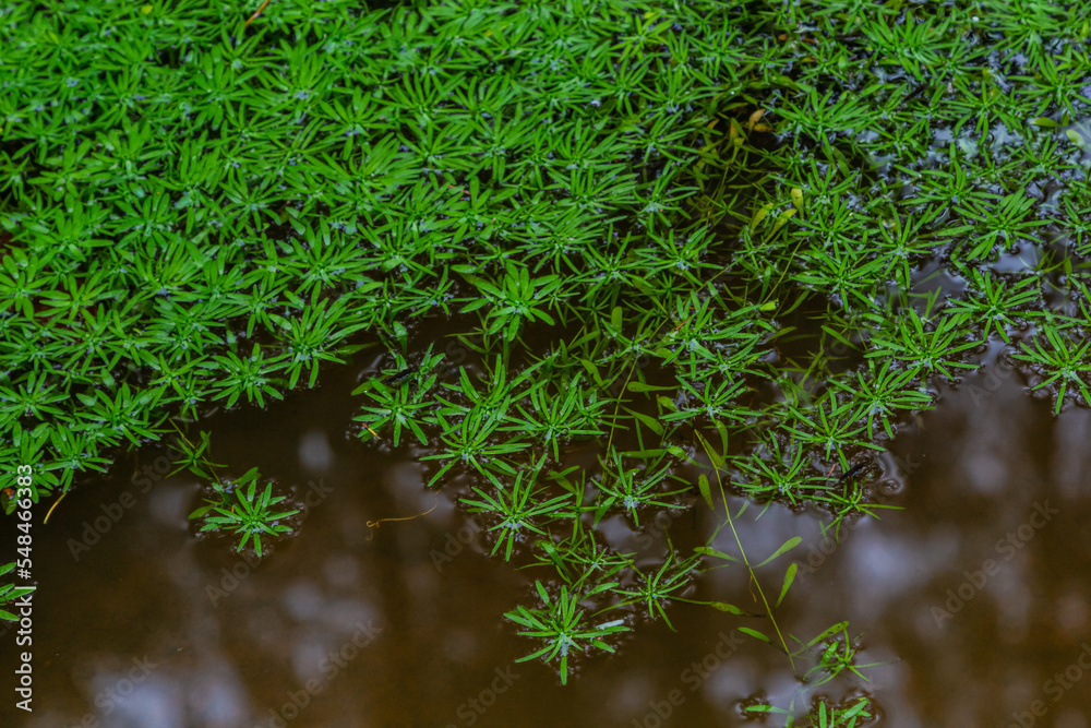 Callitriche palustris a marsh grass. underwater plants with floating rosettes or growing on wet mud