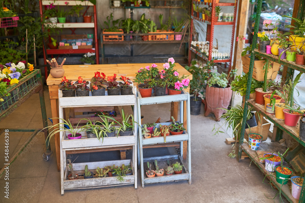 Assortment of plants and flowers on the shelf in the flower shop