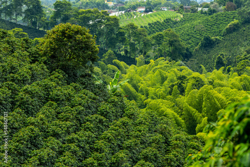 Coffee plants field in Pereira , Risaralda , Colombia - stock photo photo