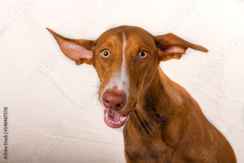 Horizontal studio portrait, of a female podenco canario puppy. 
Reddish brown color, with white line on face and yellow eyes. The dog is sitting, facing the camera, frontally, with a funny face