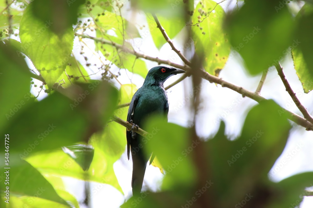 Fototapeta premium Asian Glossy Starling on the tree tops