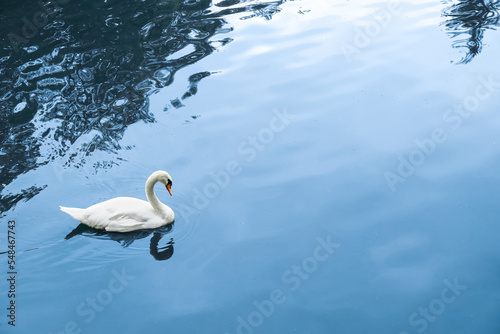 Beautiful white swan swimmi...