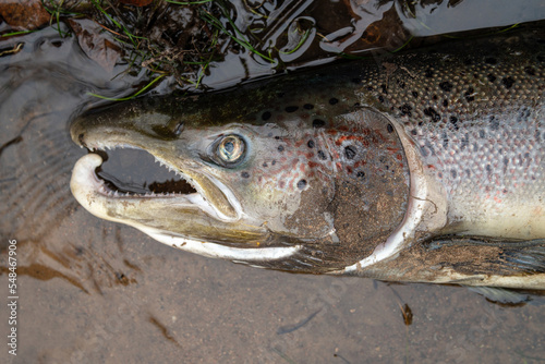 Billede på lærred Large Atlantic salmon laying on the river shore