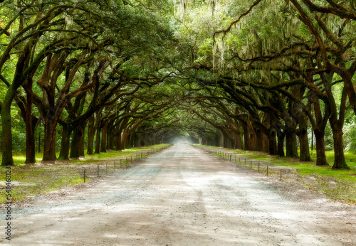Foto Live Oak Trees